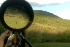 medvjedica sa mladima